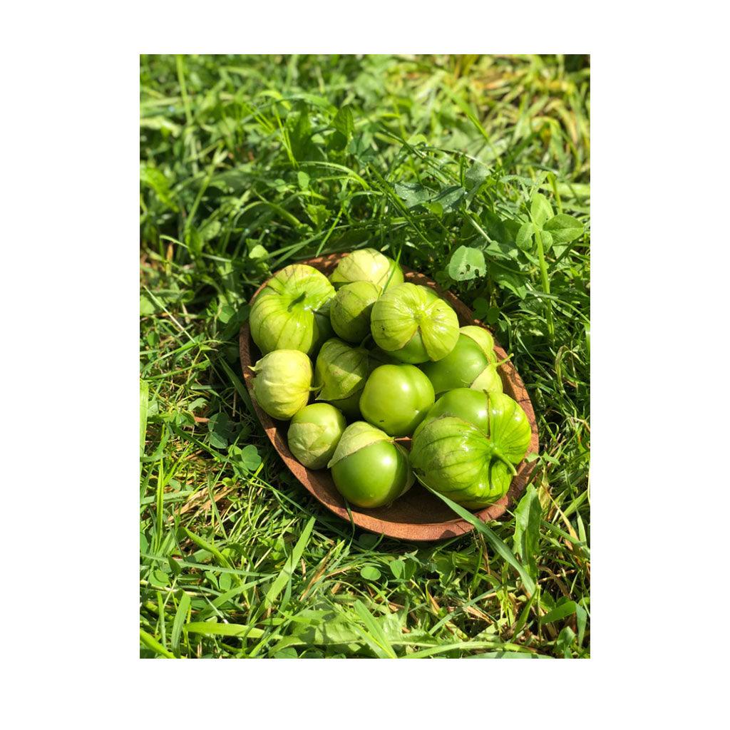 Tomatillo Gigante Verde Biologique (Semences) Semences Nordiques - La Boite à Grains