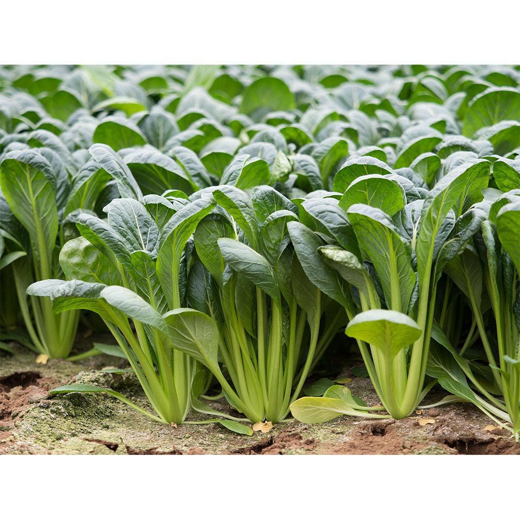 Organic Komatsuna Greens (Seeds) Nordic Seeds - La Boite à Grains