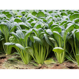 Organic Komatsuna Greens (Seeds) Nordic Seeds - La Boite à Grains